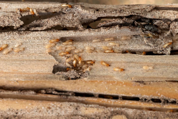 Best Wildlife Control Services  in Madison, NE